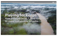 Video Playing for keeps: How a simple board game could lead to more sustainable oil palm. ©